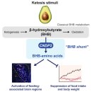 Re: 음식치료제 BHB + 페닐알라닌 -=＞ 식욕억제, BHB+Lysine --＞후성유전학적 변화 이미지