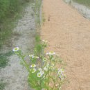 진교 메타세쿼이아길 이미지