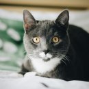 수락 동물병원 이미지