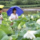 금당백련 이미지