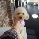 더예쁘개 이미지