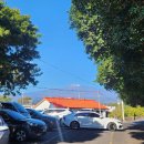 남원종자 | 겨울 제주여행 위미 동백나무 군락지 여행코스 추천 251218 동백 개화현황