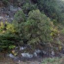 측백장어 이미지