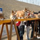 러브멍멍 이미지