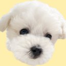 견생냥품 | 내돈내산 24시 다산 강아지용품 견생냥품 구매 후기