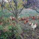 자연같이 팜 이미지