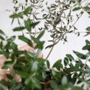 올리브나무 이미지