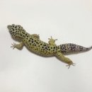 레오파드