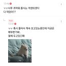 회사에서 일하다가 집 cctv보고 반차쓸뻔한 사람 이미지