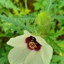 수박풀(Flower of an Hour)꽃말;아가씨의 아름다운 자태 이미지