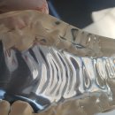 투게더 동물병원 | 투게더 동물병원 스케일링 후기