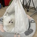 천사펫하우스 이미지