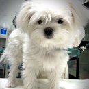 미묘하개 이미지