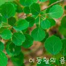 The Green Leaves Of Summer (여름날 그 푸른 잎새) - The Brothers Four 이미지