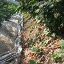 우대농장 이미지