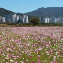 대동생태체육공원 "코스모스" ＜삼성 갤럭시 폴더2 촬영＞1 이미지