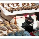 고양이 하루 이미지