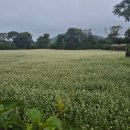 섬이라니,좋잖아요 이미지