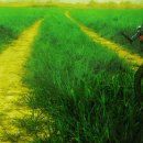 봉하마을 이미지