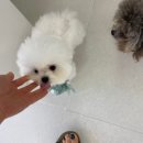 멈미스 이미지