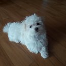 평촌나무동물병원 이미지