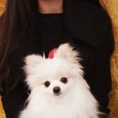 퍼펫 애견카페 이미지