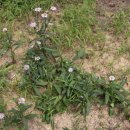 산과 들의 약용식물 이미지