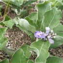 숨비기낭 이미지