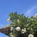 헤리티지31호텔 (HOTEL HERITAGE31) | [치앙마이] 10박 11일 치앙마이 여행 총 경비 정리! 숙소, 투어, 식비 등 내돈내산