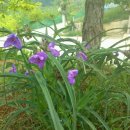 진도견나라 이미지