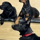 왕짱애견유치원 이미지