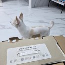 뽑기언냐 | 네스프레소 버츄오플러스 GCB2 + 캡슐12개 생일선물 + AS교환후기