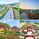 장미꽃길 2 이미지