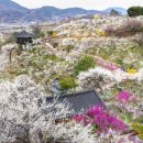 매화1길 이미지