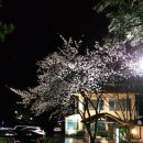 비슬리조트 이미지