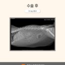 도하동물병원 이미지