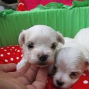 천지 애견 이미지