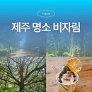 비자숲길15 | 제주도 관광 명소 비자림 입장료 해설 시간 소요 시간