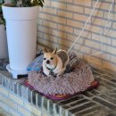 방아실 | 카페 추천, 대전 근교 드라이브, 충복 옥천 애견동반 카페, 방아실카페 와유, 모터보트 후기, 내돈내산