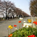 호미숙 자전거여행[한강, 봄길따라 여의도 벚꽃축제 그리고 노을 사진] 이미지