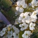 삼겹파티 이미지