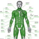 [인체조형해부학 정리] 겉근육 위치와 명칭 : 네이버 블로그 (naver.com)﻿ 이미지