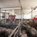 돼지농장 이미지