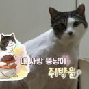 펫다이어리 이미지