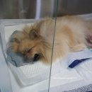 써클켄넬 | 포메라니안 6kg 슬개골 탈구 3기 양측 뒷다리 수술 후기 (증상/비용/관리/산책)