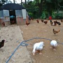 산속목장 이미지