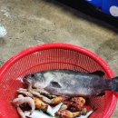 대천항세꼬시 이미지