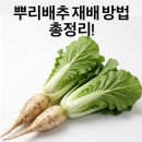 정기농약사 | 뿌리배추 재배 방법 총정리!｜심는 시기, 심는 방법, 수확 시기까지