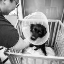 용산동물병원 이미지