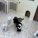 뽀프퍼피 이미지